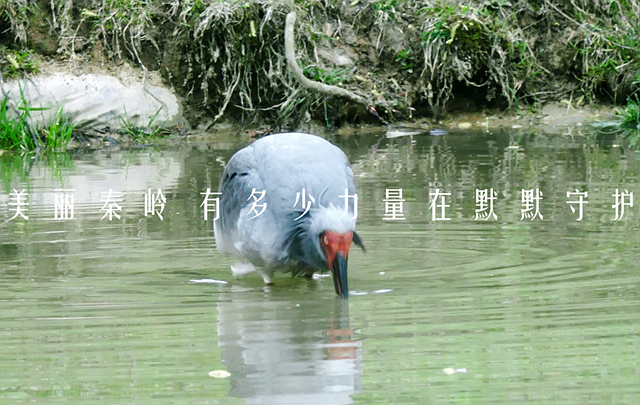 《美麗秦嶺，有多少力量在默默守護(hù)》